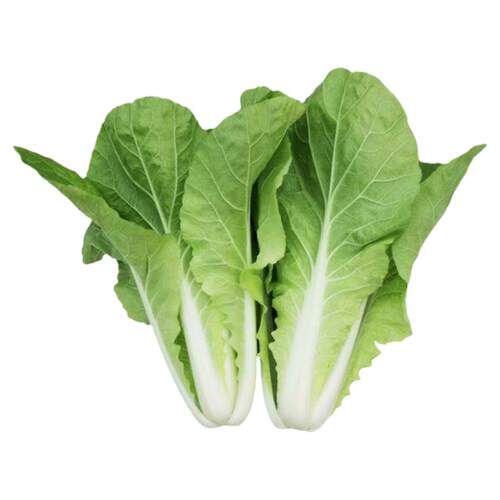 春夏高温耐热快菜28天速生白菜蔬菜种子四季播种菜籽快速收获