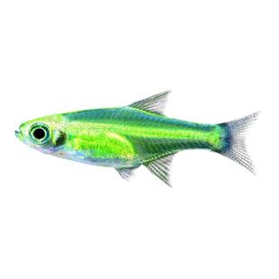 绿晶灯鱼水草鱼缸淡水小型玻璃透明群游灯科鱼热带微小波鱼活体鱼