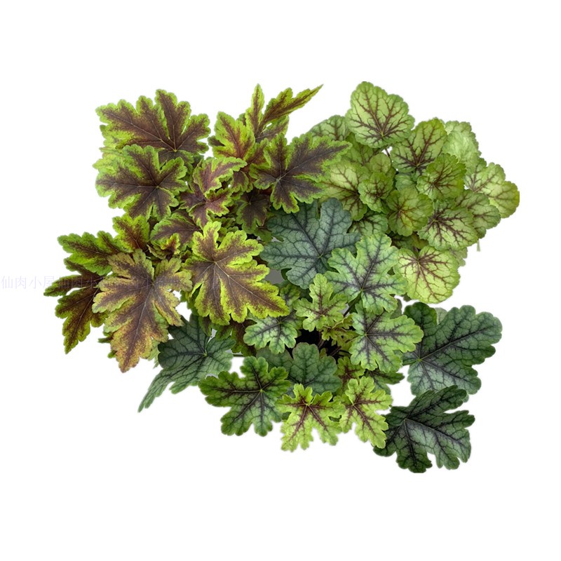 彩色矾根盆栽四季观叶植物室内外阳台花园耐寒花卉多年生矾根花