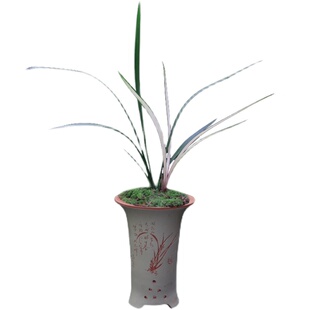 兰花建兰红草红荷网红热销四季兰高档名贵花卉名品花开漂亮红花