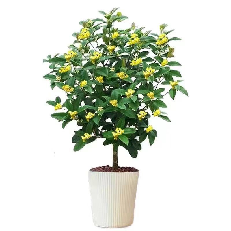 四季桂花盆栽带花苞室内客厅绿植花卉耐寒植物四季开花好养活