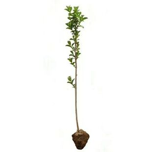 五彩锦带花树苗树状独杆型庭院大型绿化风景耐寒盆栽植物带花发货