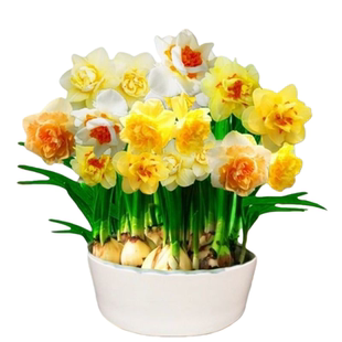 超值洋水仙花水培花卉盆栽室内植物耐寒好养四季开花冬季客厅茶几