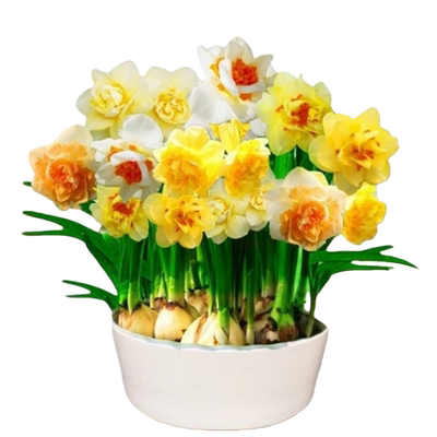 超值洋水仙花水培花卉盆栽室内植物耐寒好养四季开花冬季客厅茶几