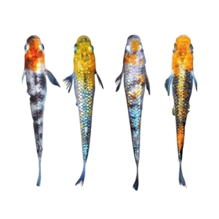 观背青鱂观赏鱼送饲料星光青鱂鱼好养小鱼不加温不打氧冷水鱼小型