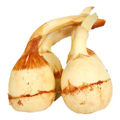 云南大茨菇现挖现发9斤