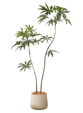 大家都在摆放的仿真绿植孔雀木