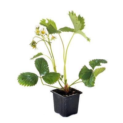 农科院白色草莓秧苗二代脱毒母苗