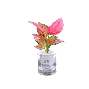 发财树绿萝金钻花卉盆栽小绿植水培好养室内多肉植物净化空气客厅