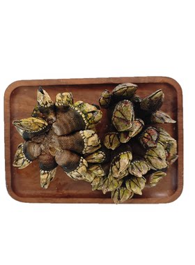 地狱美食新鲜鹅颈藤壶