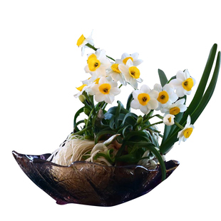 正宗漳州单瓣水仙花球特级大球种球盆栽水培水养四季花卉植物室内