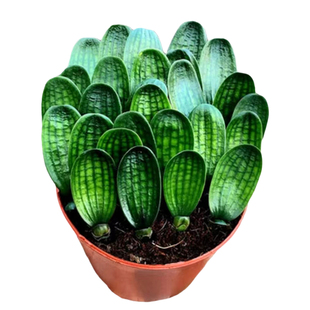 东北长春精品君子兰国宝级珍珠王一号子代小苗宽圆头蜡膜花脸麻脸