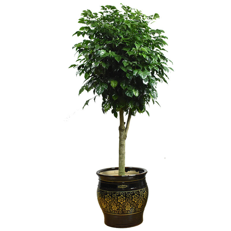 绿宝枝干粗壮枝繁叶茂棒棒糖植物