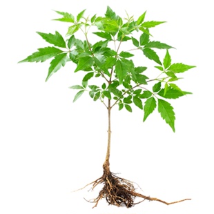 黄荆老桩盆景 黄荆树苗熟桩盆栽荆条牡荆庭院地栽易活蜜源树绿植