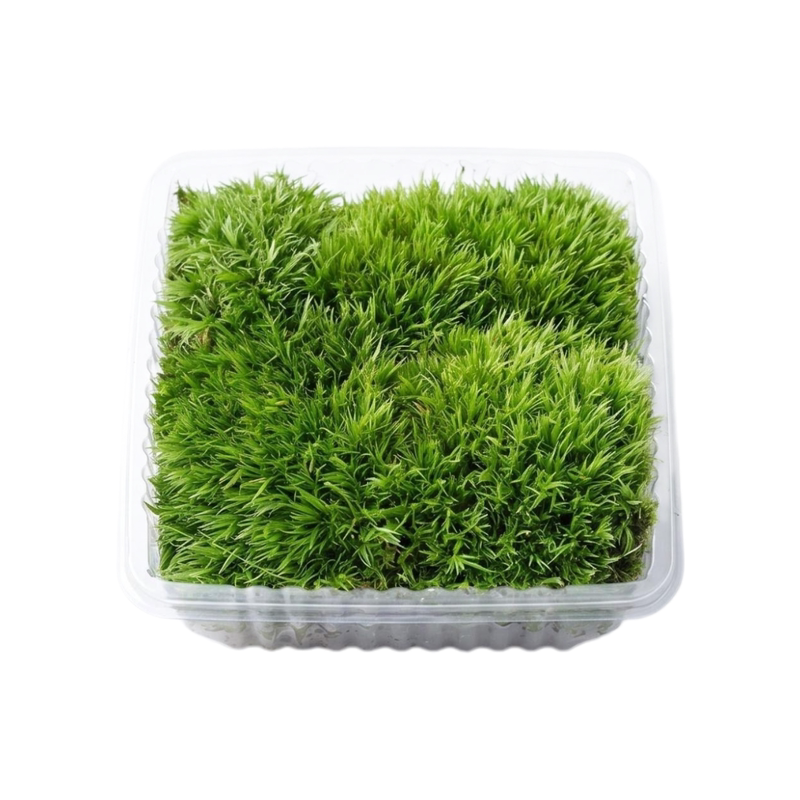 鲜活苔藓白发藓微景观材料 盆景铺面生态瓶假山鱼缸水陆缸造景