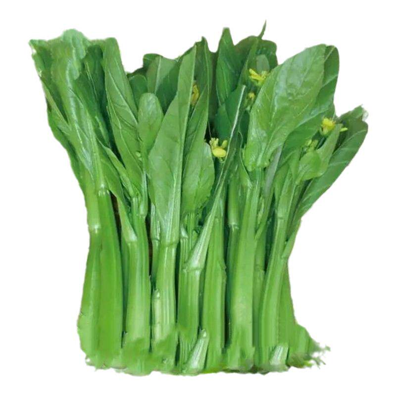 广东四九菜心种子多子多福白菜苔青菜籽四季大全油青甜心蔬菜田园