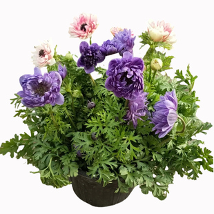 银莲花盆栽带花苞阳台庭院四季好养开花植物花毛茛多年生球根花卉