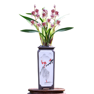 翁源兰花喜花里正品老种四季建兰凤舞九天红香妃浓香室内绿植花卉