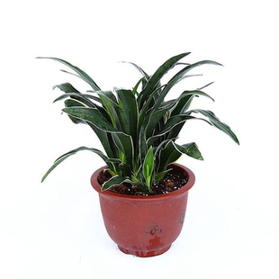 乔迁新婚万年青金边中华万年青盆栽绿植室内家居阳台四季常青