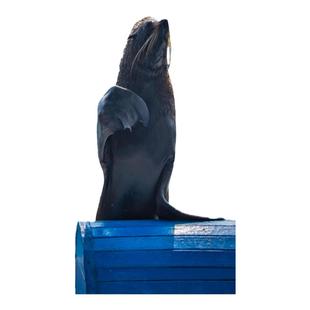 [海南分界洲岛旅游区-门票+海洋剧场+游览车]优惠套票。带着景区入场劵轻松游览景区风光和观看海狮表演等