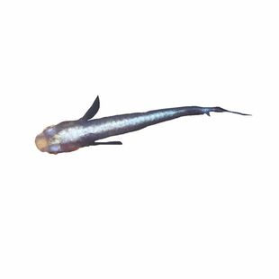 观背青鳉鱼球体淡水热带鱼冷水鱼小型锦鲤鱼可孵化魔法鱼卵不打氧