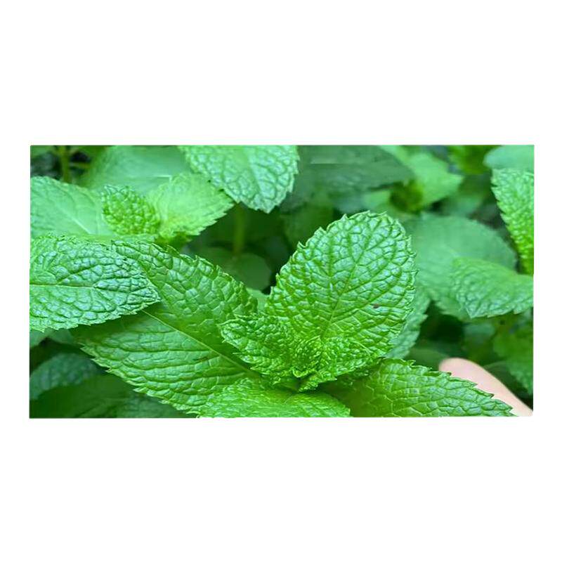 3包薄荷驱蚊虫四季庭院阳台盆栽