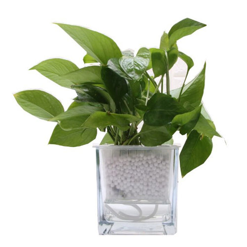 水培花盆玻璃瓶创意方缸玻璃花瓶透明绿萝铜钱草水养植物器皿容器