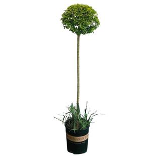 绿植耐寒植物亮晶女贞球形亮晶女贞棒棒糖亮金女贞塔型盆栽植物