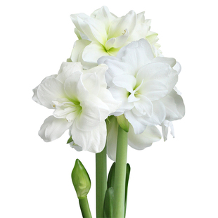 现货 阿弗雷 南非进口重瓣朱顶红种球 荷兰花园艺 满268元送盲盒