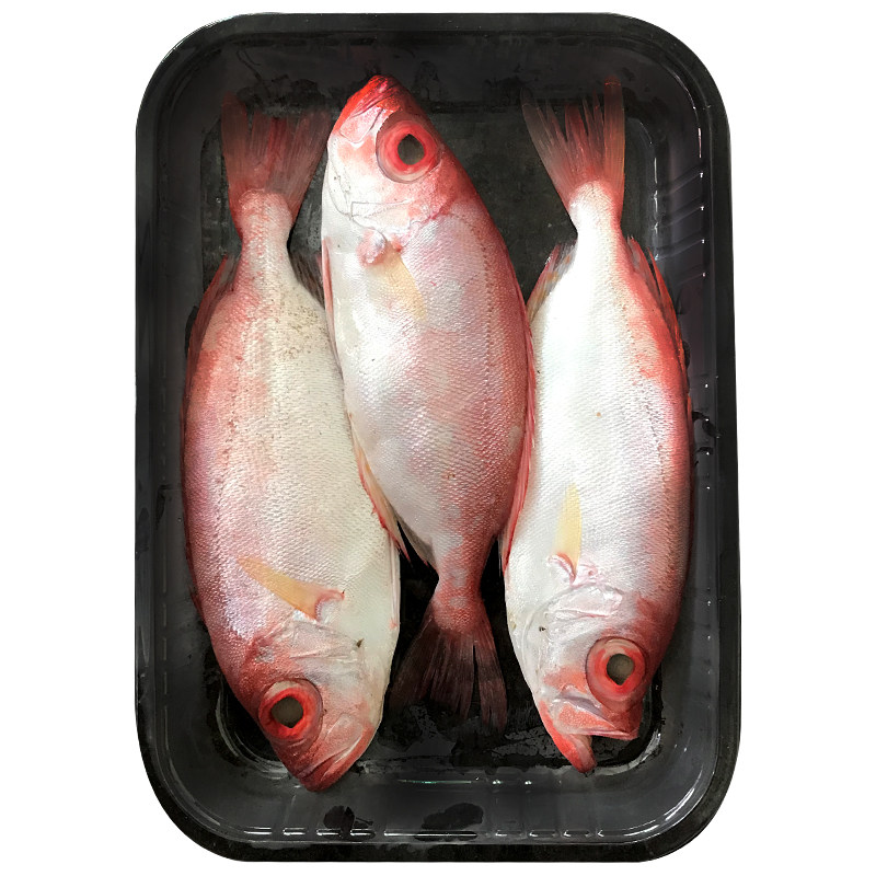 大眼鸡鱼红目鳞1斤2-3条