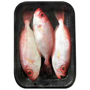 大眼鸡鱼红目鳞1斤2-3条
