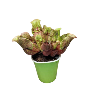 捕蝇草盆栽猪笼草植物食人花扑蝇草捕虫草驱蚊花食人鱼雨林缸造景