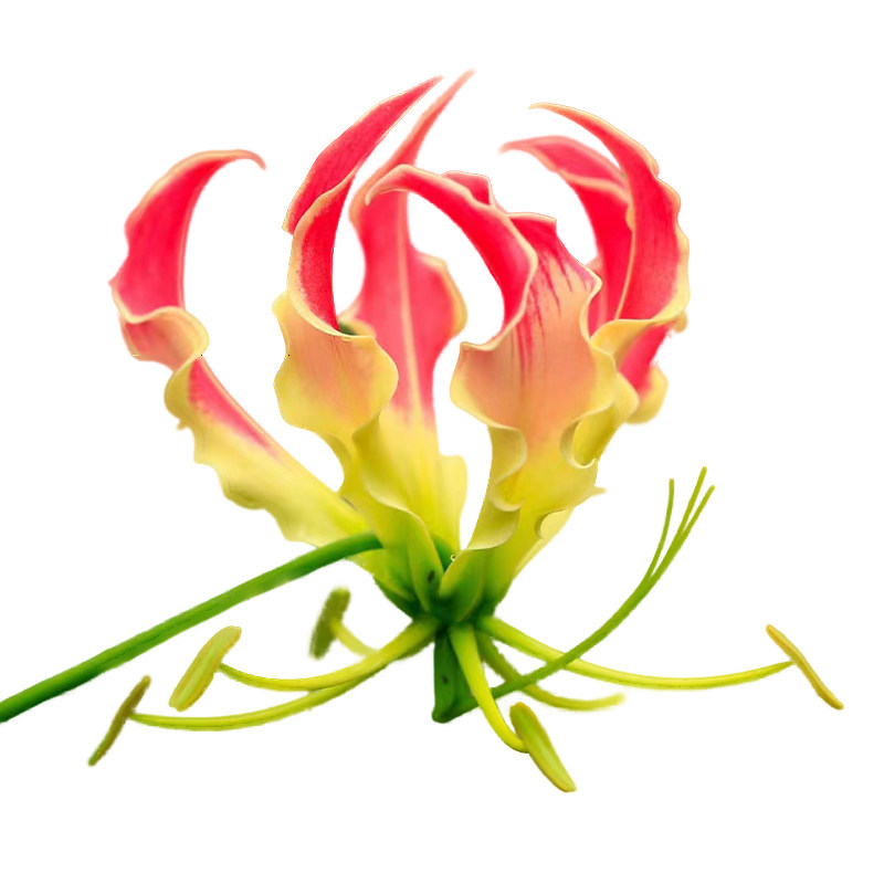 进口嘉兰百合盆栽火焰花霞光地狱时令草本花卉