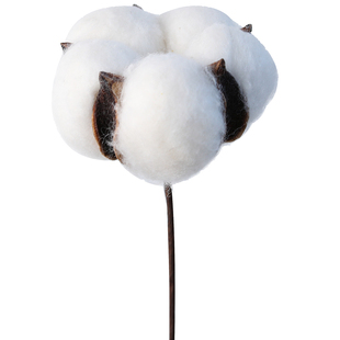 棉花干花花束彩色单支天然永生花家居摆设婚庆装饰拍摄道具木棉花