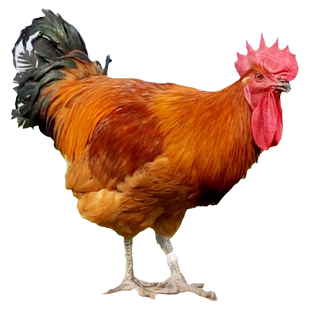 快大青脚麻鸡种蛋受精蛋可孵化小鸡九斤红黄鸡受精蛋乌脚土鸡种蛋