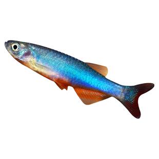 玫瑰丹鱼好养耐活鱼不加温稀有原生鱼冷水鱼溪流鱼冷水淡水观赏鱼