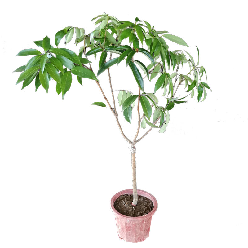 荔枝嫁接苗妃子笑桂味无核荔