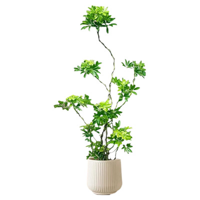 造型鸭脚木客厅大盆栽室内植物鸭掌木八方来财好养鹅掌柴绿植玄关