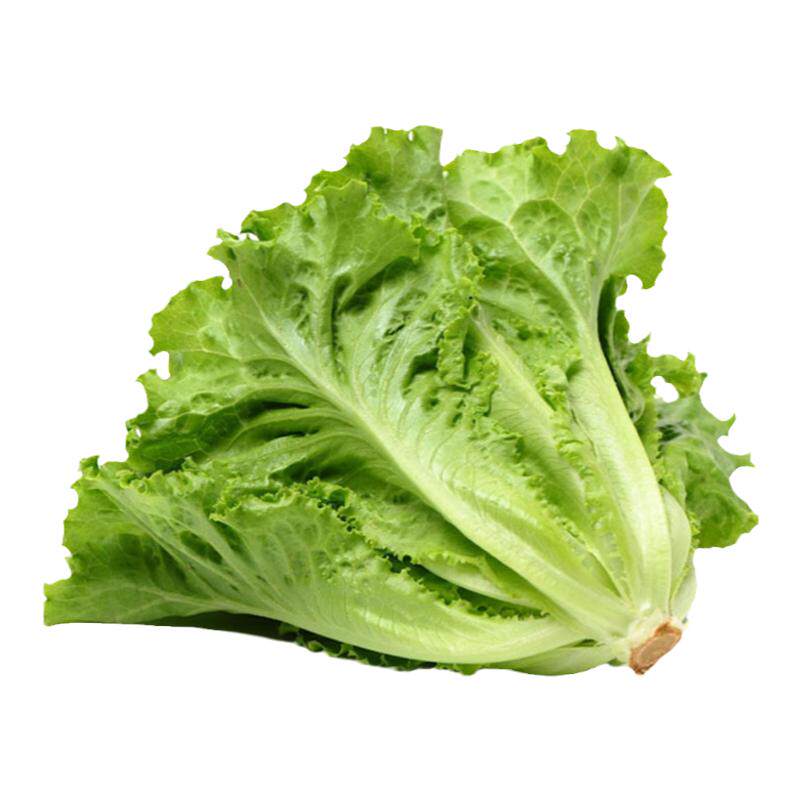 新鲜意大利生菜沙拉蔬菜