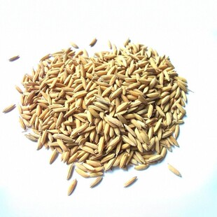 宠物一件等于一斤稻子稻谷带壳大米鸡鸭鹅鸽子鹦鹉仓鼠鸟粮饲料