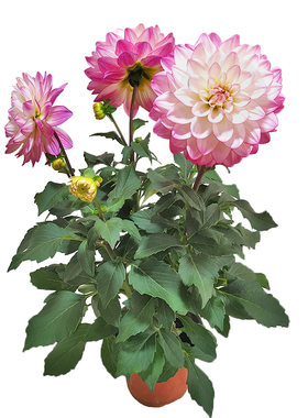 渐变色大丽花盆栽带花苞四季好养