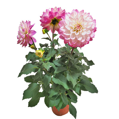 大丽花盆栽带花苞四季好养