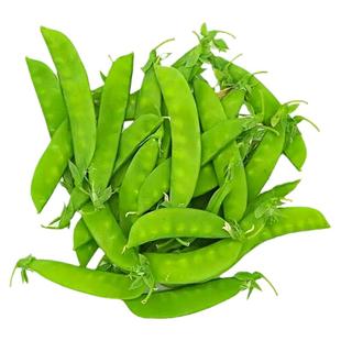 大荚荷兰豆种子耐寒高产大荚甜豌豆种籽蚕豆种秋冬季蔬菜种孑大全