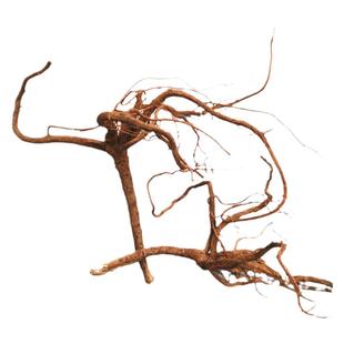 新晒八爪金龙中药材干货 贵州过山龙草药开喉剑百两金铁雨伞500克