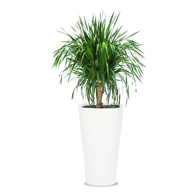 龙须树盆栽多头龙血树龙铁树