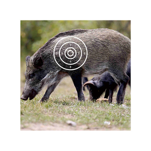 靶纸弓箭射箭专业标准比赛练习全环半环靶打靶子飞镖步枪反曲箭馆