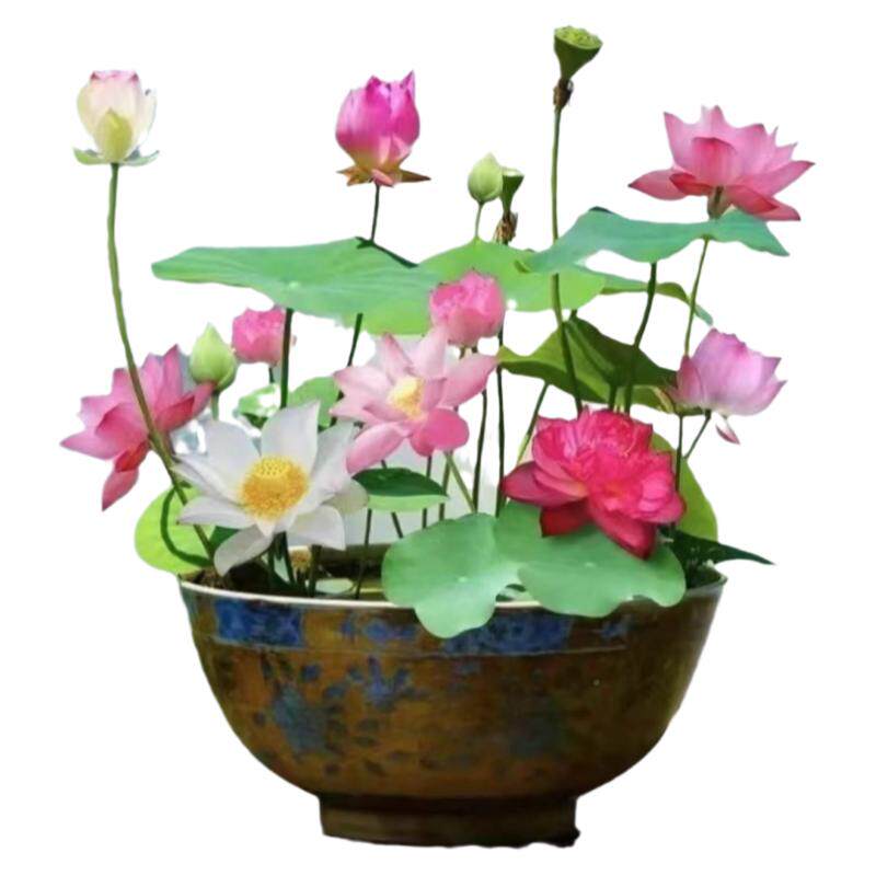 无土水盆栽水养生水莲花四季开花
