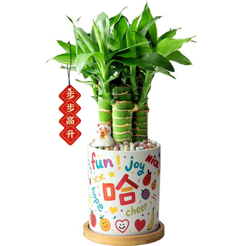 文昌竹4支植物富贵竹盆景礼物