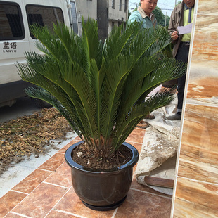 新 栽好发货 铁树盆栽大型户外花园室外阳台植物庭院绿植耐寒耐