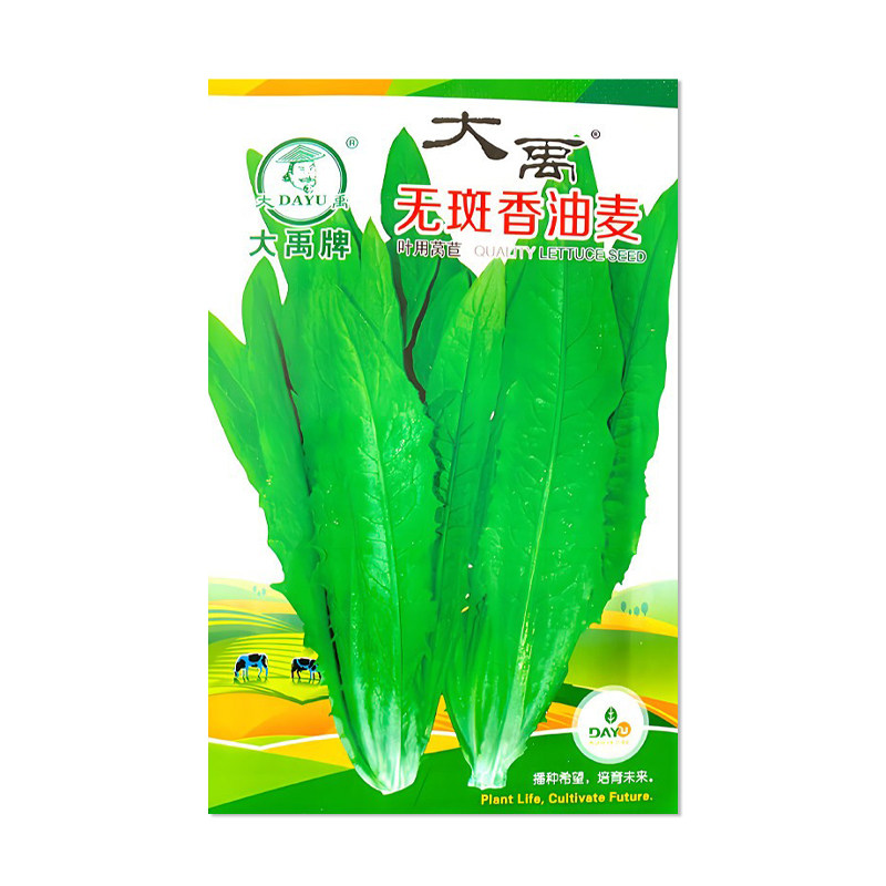 大禹种业无斑香油麦种子